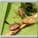 Picromerus bidens - Zweizaehnige Dornwanze 01.jpg